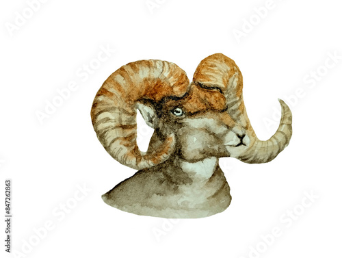 ram watercolor illustration of a mountain ram with big horns © Елена Панджарашвили