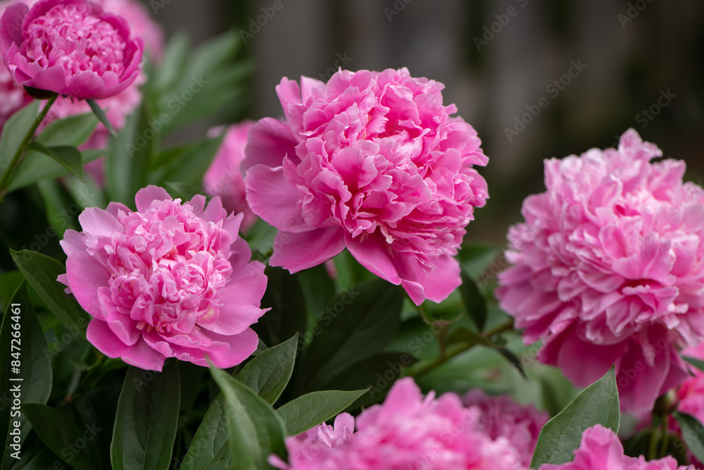 pink double peony bush pink double peony bush