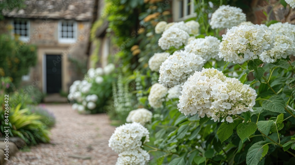 Creamy White Flowers Blooming in Summer on a Hydrangea Plant Hydrangea paniculata Vanille Fraise in a Rural English Cottage Garden Creamy White Flowers Blooming in Summer on a Hydrangea Plant Hydrangea paniculata Vanille Fraise in a Rural English Cottage Garden
