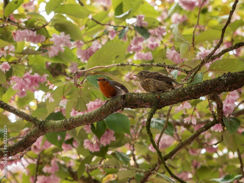 Obraz premium Robin with young on a branch