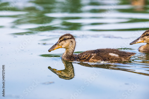 Baby ducklings in Baraba sandpit quarry near Melnik, Czech republic in Spring photo