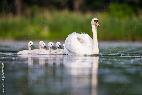 Fototapeta Naklejka Na Ścianę i Meble -  Mother swan with babies swans in Baraba sandpit quarry near Melnik, Czech republic in Spring