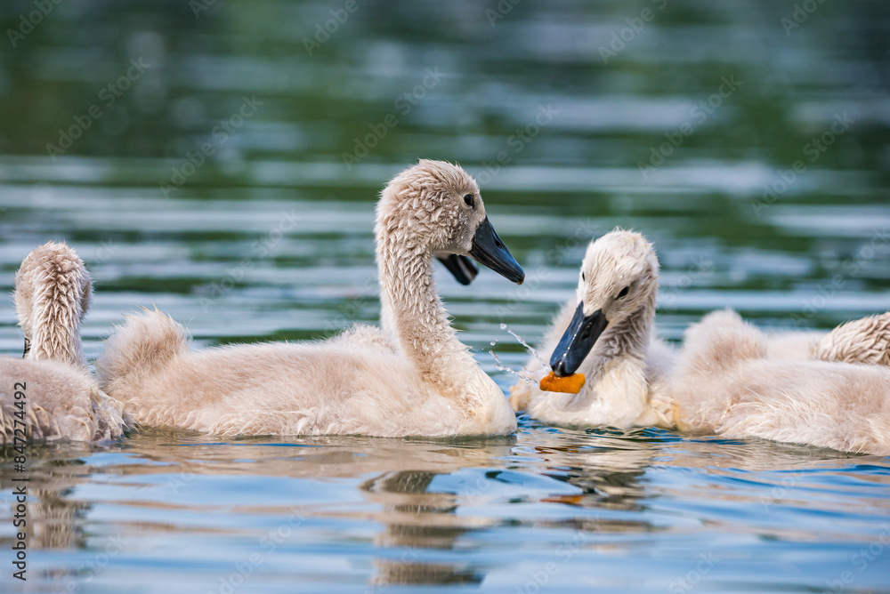 Cute baby swans in Baraba sandpit quarry near Melnik, Czech republic in Spring Cute baby swans in Baraba sandpit quarry near Melnik, Czech republic in Spring