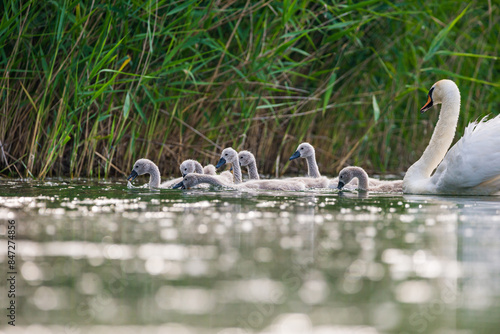 Mother swan with babies swans in Baraba sandpit quarry near Melnik, Czech republic in Spring photo