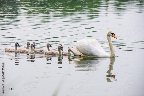 Mother swan with babies swans in Baraba sandpit quarry near Melnik, Czech republic in Spring photo