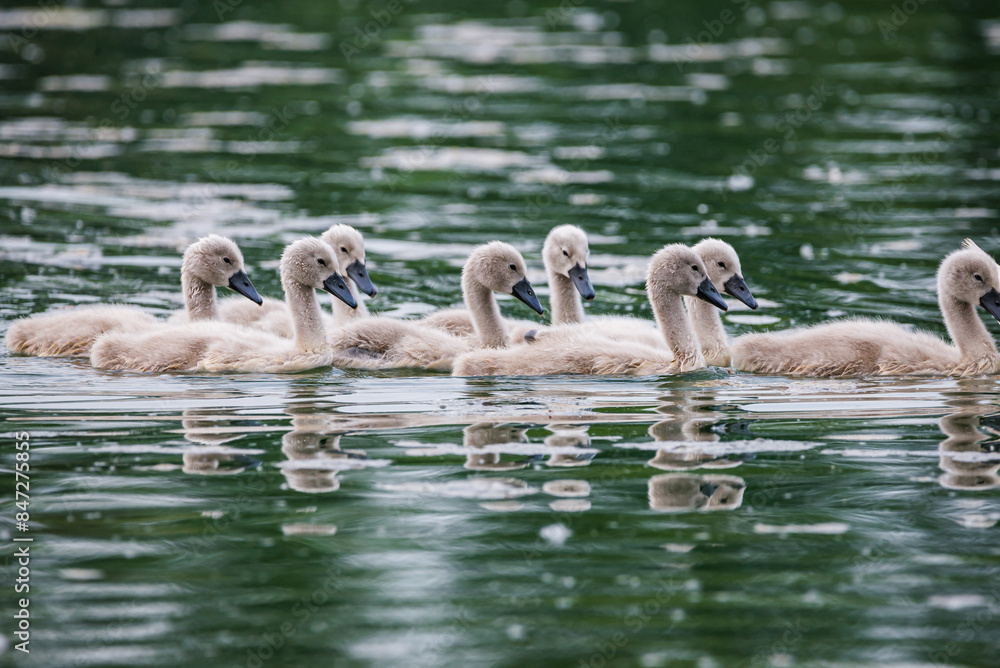 Cute baby swans in Baraba sandpit quarry near Melnik, Czech republic in Spring Cute baby swans in Baraba sandpit quarry near Melnik, Czech republic in Spring