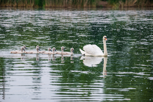 Mother swan with babies swans in Baraba sandpit quarry near Melnik, Czech republic in Spring photo