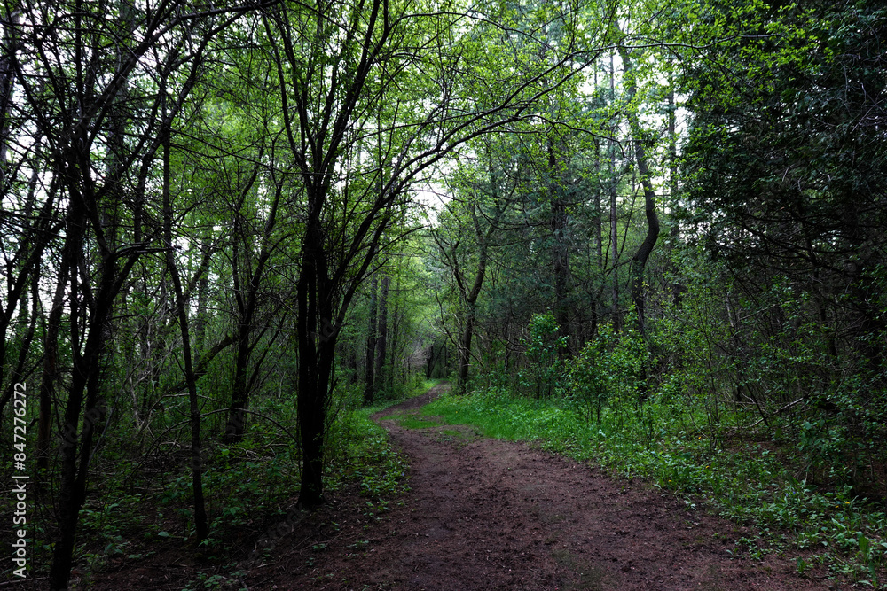 Winding trail in the woods Winding trail in the woods