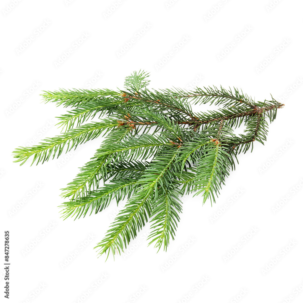 Green pine tree branch isolated on white Green pine tree branch isolated on white