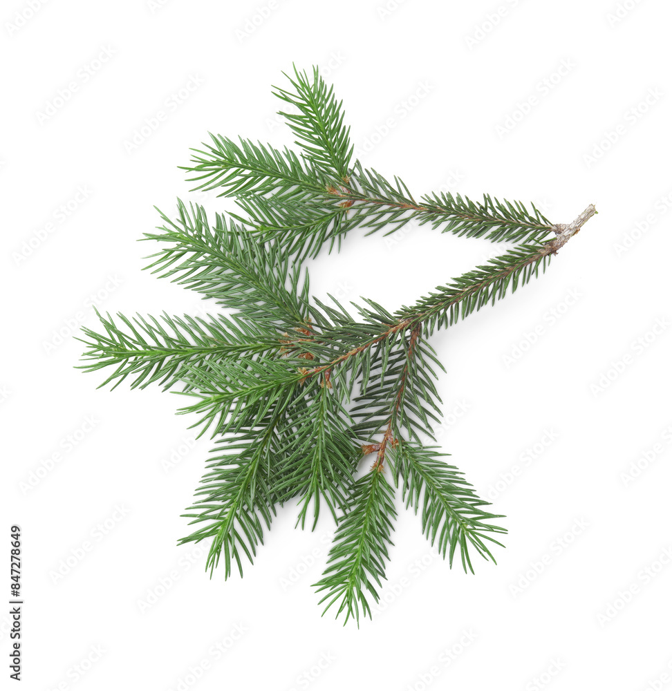 Naklejka premium Pine tree branch isolated on white, top view