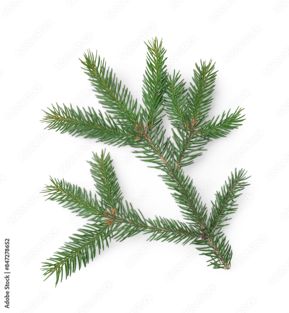 Pine tree branch isolated on white, top view Pine tree branch isolated on white, top view