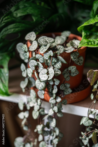 Ceropegia Woodii houseplant with long heart shaped leaves in clay pot closeup at home. String of hearts succulent plant in flowerpot. Indoor gardening concept. photo