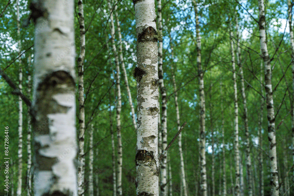 Immerse yourself in the beauty of a Birch Forest during the vibrant season of Springtime Immerse yourself in the beauty of a Birch Forest during the vibrant season of Springtime