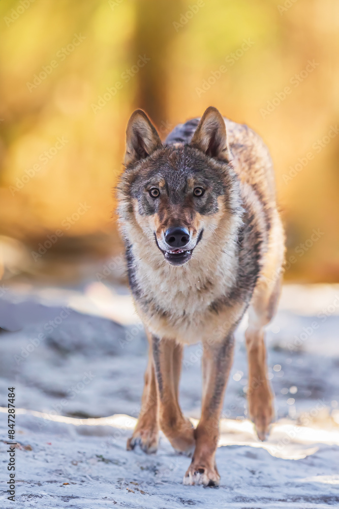 Eurasian wolf (Canis lupus lupus) beautiful portrait Eurasian wolf (Canis lupus lupus) beautiful portrait