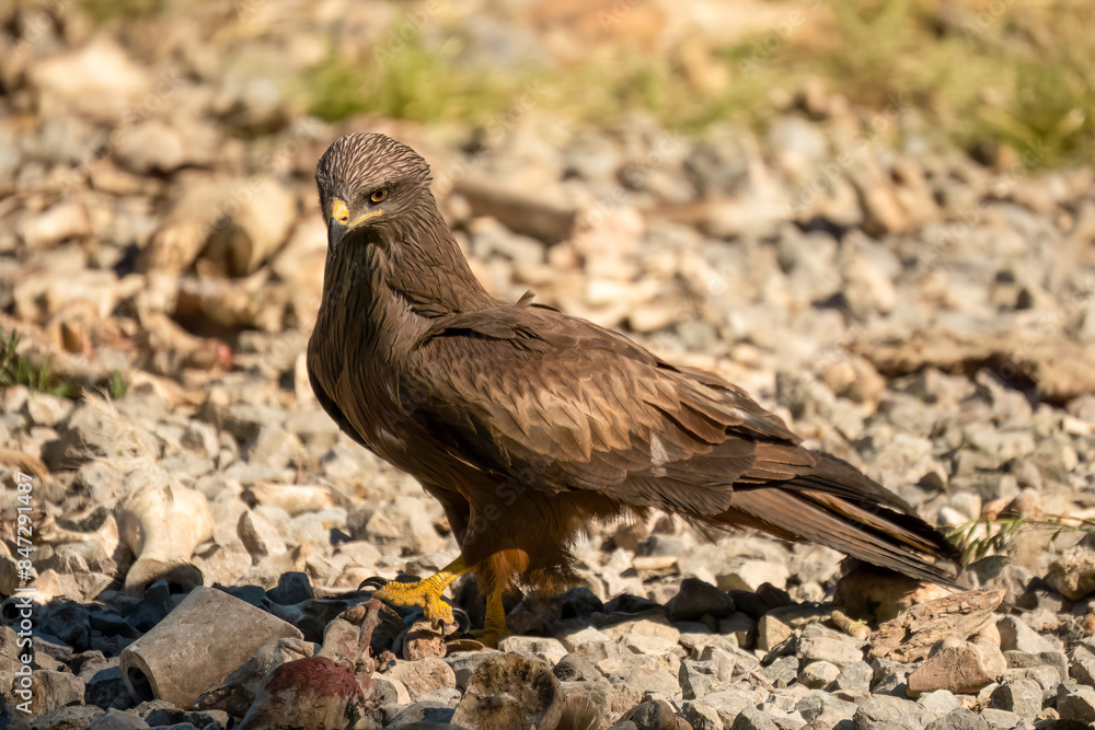 Fototapeta premium Close-up of a black kite (Milvus migrans) searching for meat amongst bones and offal from a vulture feeding session