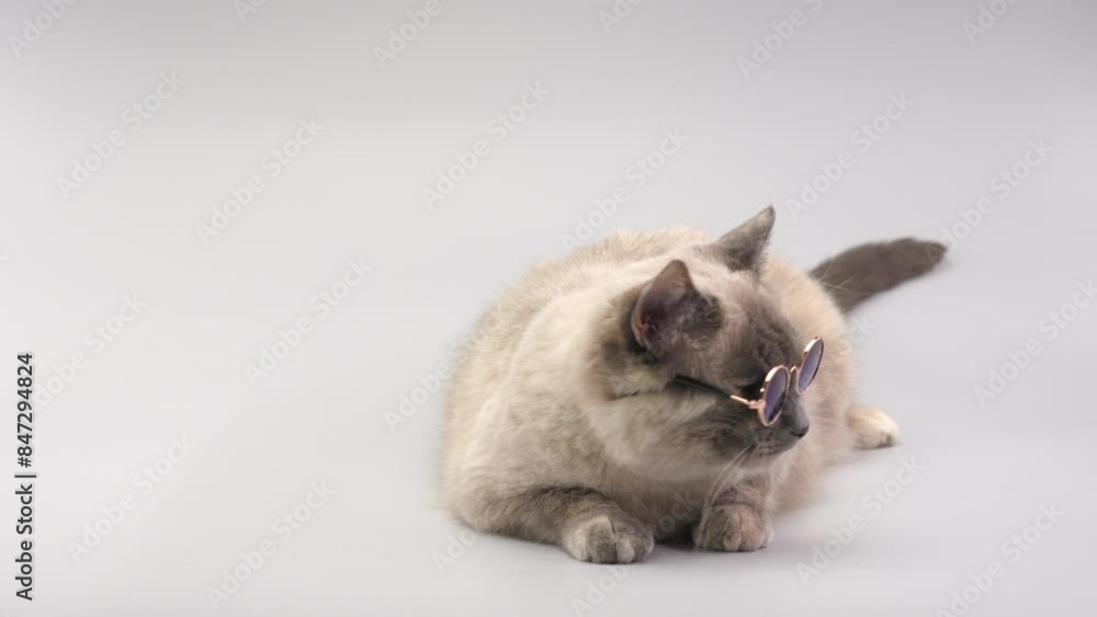 Charming cat with round glasses on the light grey background Charming cat with round glasses on the light grey background