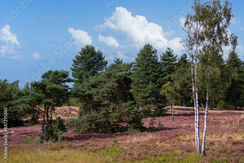 Maasduinen in the Netherlands with blooming heather