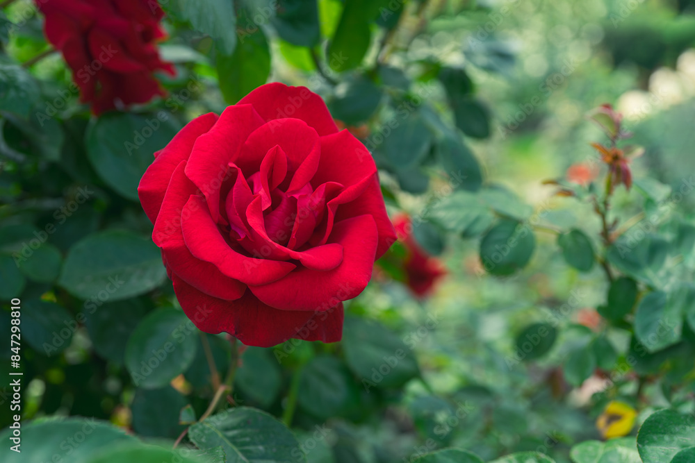 Beautiful blooming red rose flower close up in garden or park, outdoor in sunny day. Breeding and growing roses, gardening, landscape design Beautiful blooming red rose flower close up in garden or park, outdoor in sunny day. Breeding and growing roses, gardening, landscape design