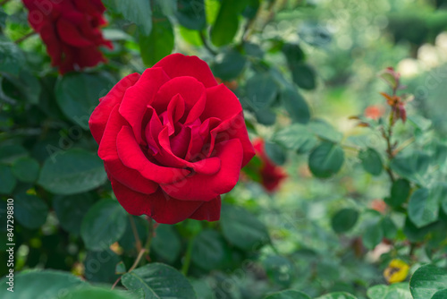 Fototapeta Naklejka Na Ścianę i Meble -  Beautiful blooming red rose flower close up in garden or park, outdoor in sunny day. Breeding and growing roses, gardening, landscape design