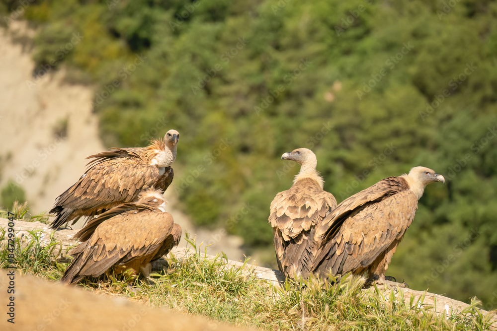 a committee of Griffon vultures (Eurasion griffon, Gyps fulvus) resting after gorging on fresh carcass meat a committee of Griffon vultures (Eurasion griffon, Gyps fulvus) resting after gorging on fresh carcass meat