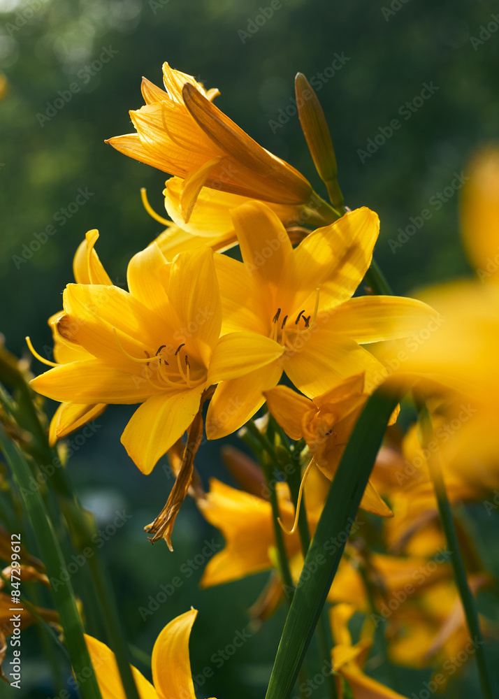 beautiful yellow flower in the field beautiful yellow flower in the field