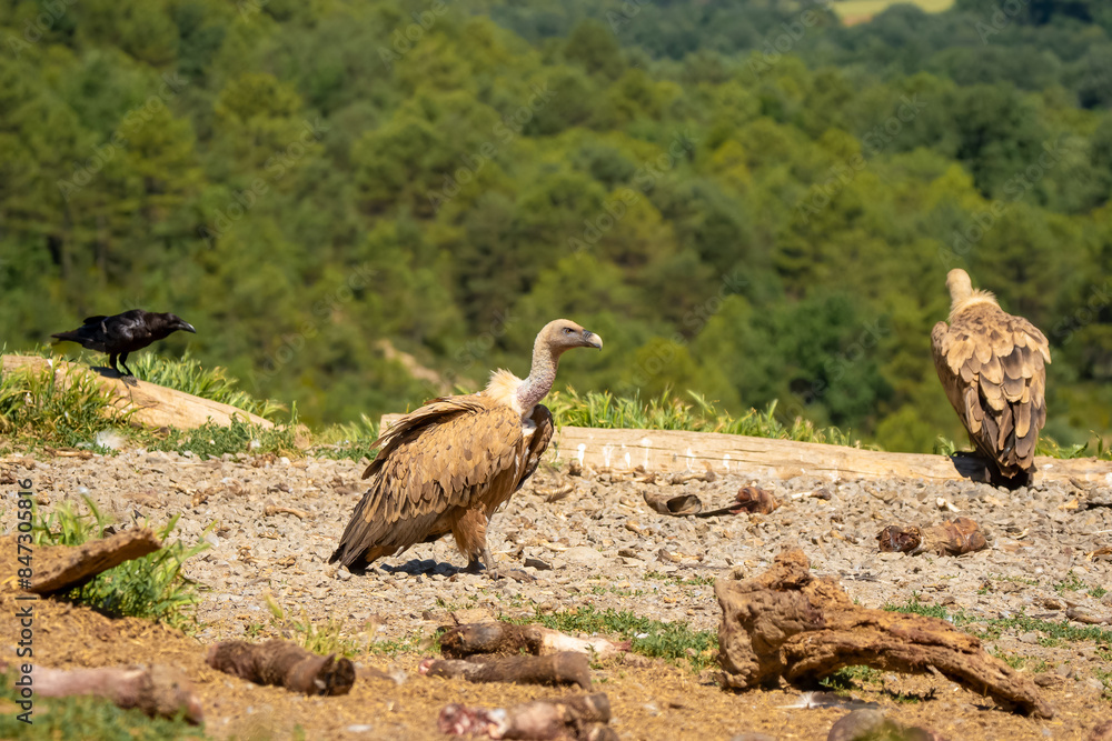 Obraz premium Close-up of Griffon vultures (Eurasion griffon, Gyps fulvus) feeding on animal carcass meat 