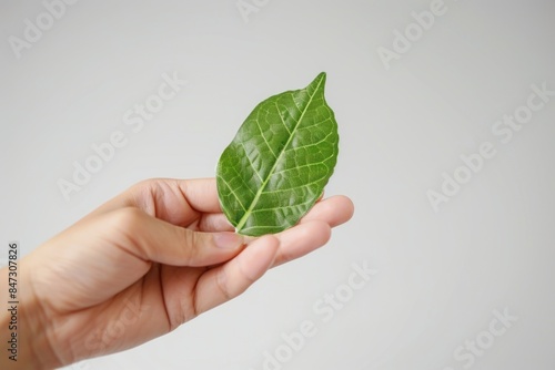 A person grasping a leaf in their hand, possibly for a nature-inspired or environmental-themed project