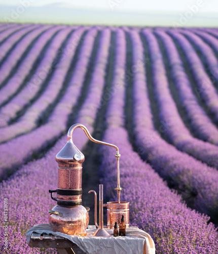 Distillation of lavender essential oil and hydrolate. Copper alambik for the flowering field. photo