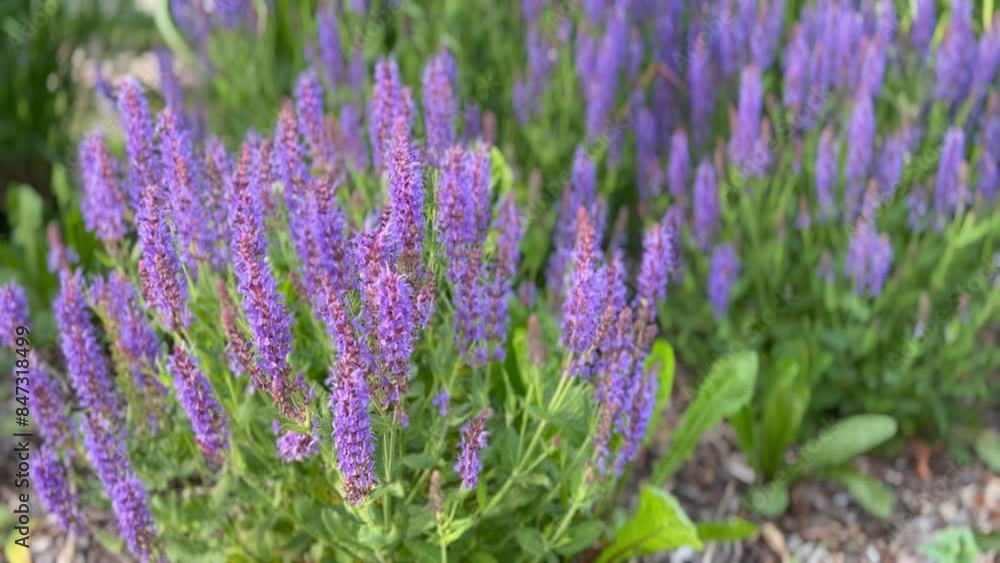 a sage bush blooming with lilac flowers in a flowerbed against a background of green ornamental grass. concept of growing medicinal plants a sage bush blooming with lilac flowers in a flowerbed against a background of green ornamental grass. concept of growing medicinal plants