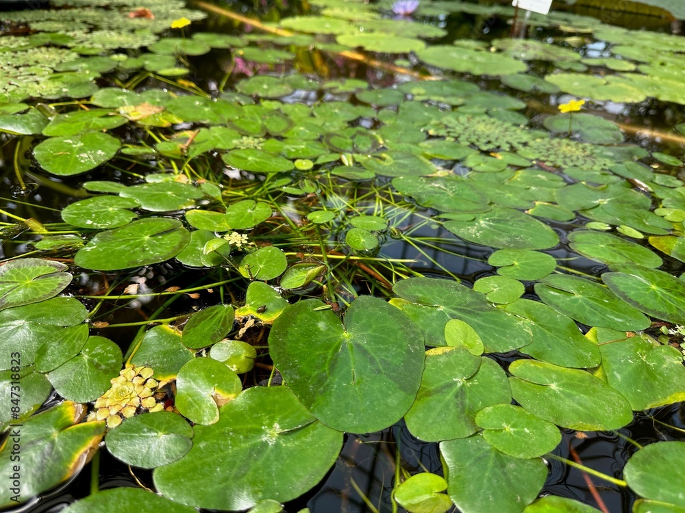 Pond with water lilies and other plants in botanical garden Pond with water lilies and other plants in botanical garden