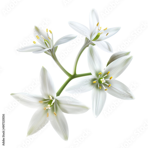 white flowers on a white, PNG