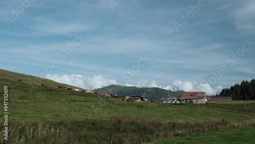 Wallpaper Mural herd of cattle with cow bells at a farm in the french alps with Mont Blanc and other mountains in the back ground. Torontodigital.ca