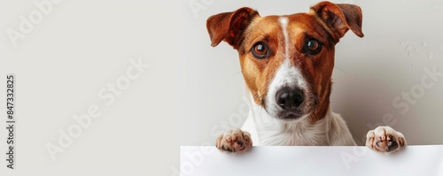 Cute dog peeking over blank sign, looking curious, ready for custom messages or advertisements. © Dalibor