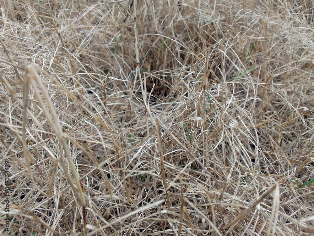 piles of hay and pale brown dry grass piles of hay and pale brown dry grass