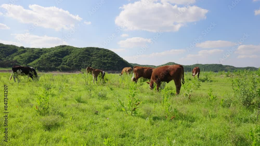 Cattle grazing on outdoor grasslands in Northeast China Cattle grazing on outdoor grasslands in Northeast China