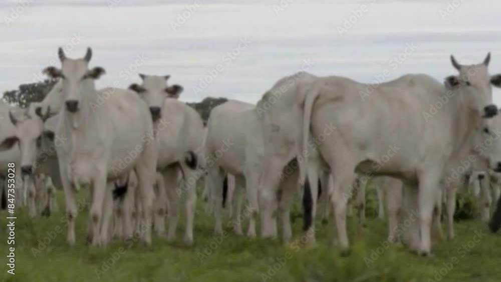 white cows on the farm, cows in the meadow, beautiful white cows in the grass ground white cows on the farm, cows in the meadow, beautiful white cows in the grass ground