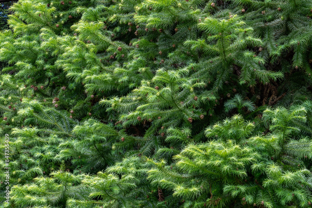 Cunninghamia lanceolata is a species of tree in the cypress family, Cupressaceae. Chinese fir. Kanaloahuluhulu Meadow, Kokee State Park Kauai Hawaii Cunninghamia lanceolata is a species of tree in the cypress family, Cupressaceae. Chinese fir. Kanaloahuluhulu Meadow, Kokee State Park Kauai Hawaii