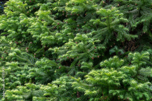 Cunninghamia lanceolata is a species of tree in the cypress family, Cupressaceae. Chinese fir. Kanaloahuluhulu Meadow, Kokee State Park Kauai Hawaii