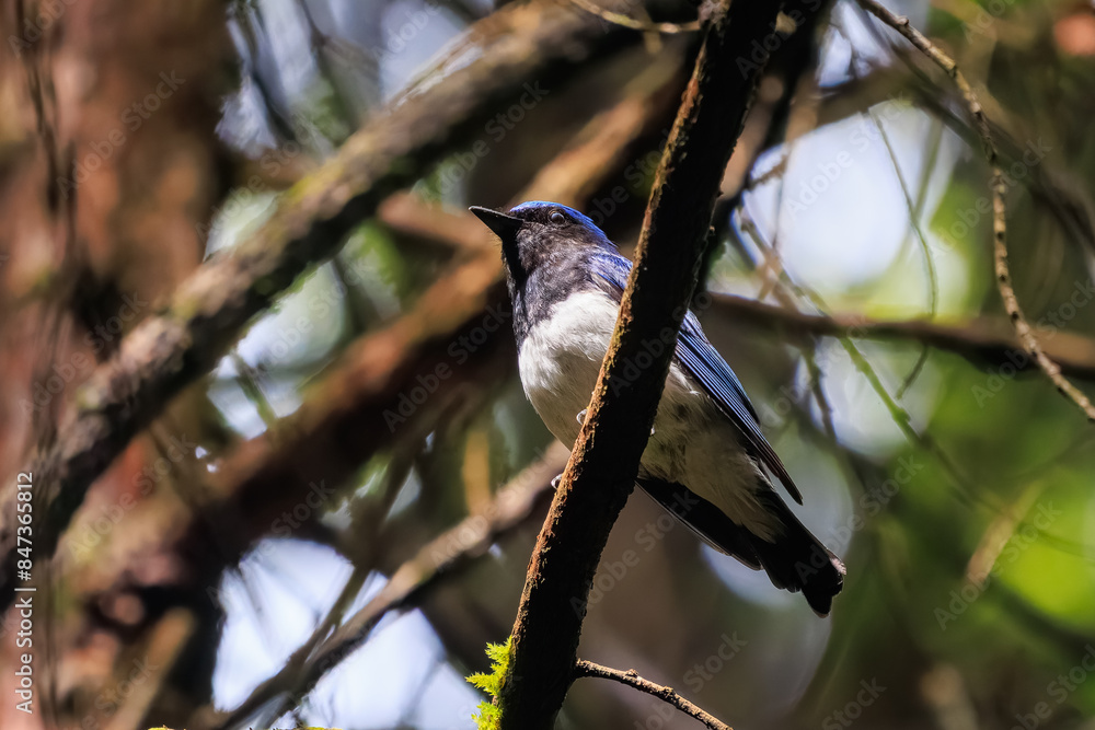 Naklejka premium 新緑の中、大きく美しい声でさえずる美しいオオルリ（ヒタキ科）。日本国東京都あきる野市、日の出山登山道他。 2024年6月撮影。The beautiful Blue-and-white Flycatcher (Cyanoptila cyanomelana) chirp loudly and beautifully in the fresh green. 