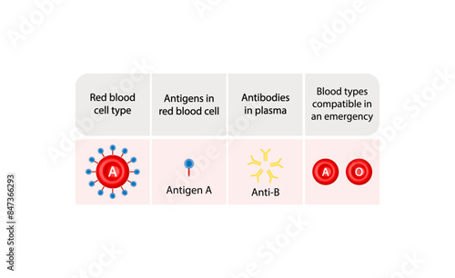 A blood group. Type A antigen. Blood donation. Vector illustration.