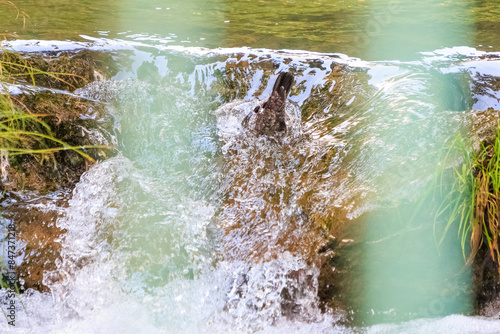 Wallpaper Mural 小川で餌を探す綺麗なカワガラス（カワガラス科）。
水が得意なので滝の中にも飛び込む。

日本国東京都あきる野市、日の出山登山道他。
2024年6月撮影。

A beautiful Brown Dipper (Cinclus pallasii) looking for food in a creek.
He is good with water and jumps into waterfalls.
 Torontodigital.ca