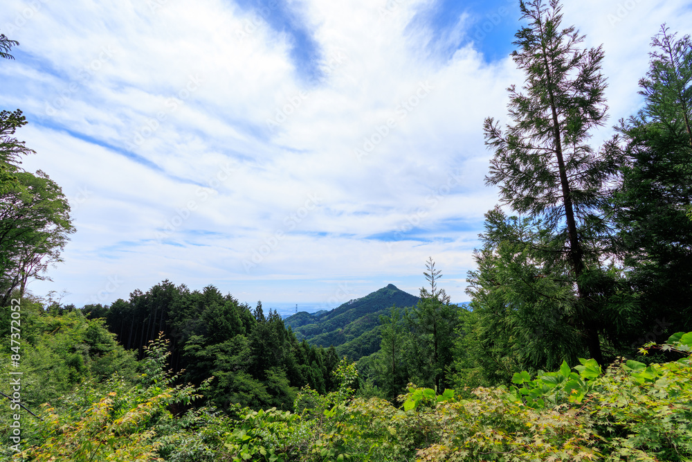 野鳥, Wild Bird,.上養沢林道, Kami Yosawa forest road,.日の出山登山道, Mt. Hinode-yama Trail,.あきる野市, Akiruno City,.東京都, TOKYO,.202406.CANON EOS R10.CANON マウントアダプター EF-EOS R.CANON EF-S10-22mm F3.5-4.5 USM 野鳥, Wild Bird,.上養沢林道, Kami Yosawa forest road,.日の出山登山道, Mt. Hinode-yama Trail,.あきる野市, Akiruno City,.東京都, TOKYO,.202406.CANON EOS R10.CANON マウントアダプター EF-EOS R.CANON EF-S10-22mm F3.5-4.5 USM