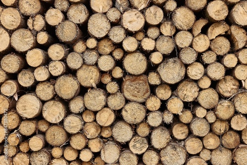 Log wood pile photo