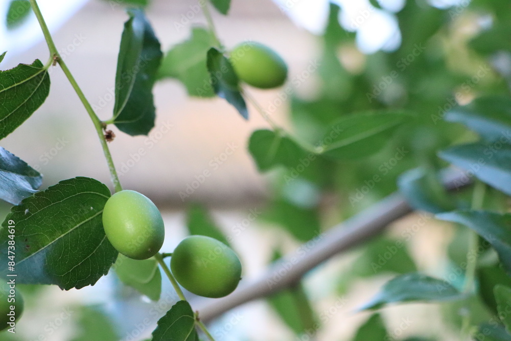 Fresh green fruits hanging on branches in a garden, making a colorful and natural scenery Fresh green fruits hanging on branches in a garden, making a colorful and natural scenery