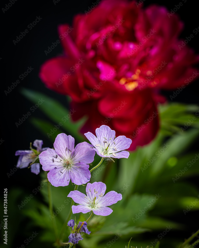 Fototapeta premium Flowers in garden