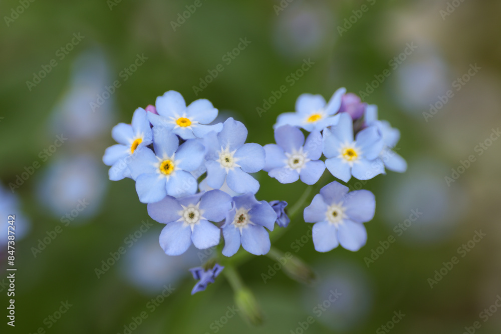 Beautiful forget-me-not flowers growing outdoors, closeup. Spring season Beautiful forget-me-not flowers growing outdoors, closeup. Spring season
