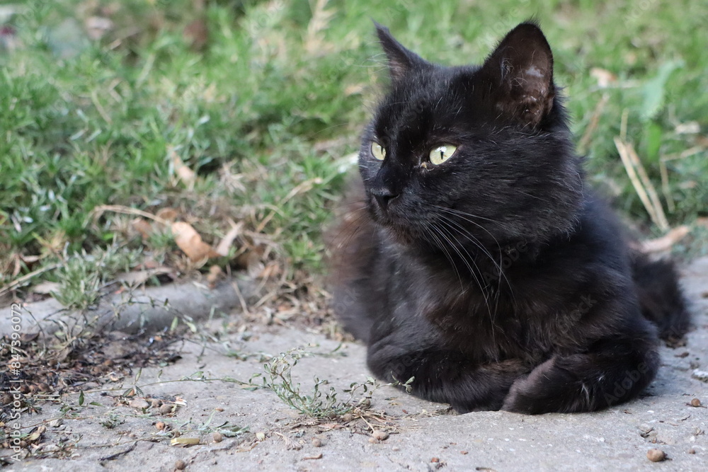 A black cat relaxing in a garden, embodying calmness and serenity under the sunshine A black cat relaxing in a garden, embodying calmness and serenity under the sunshine
