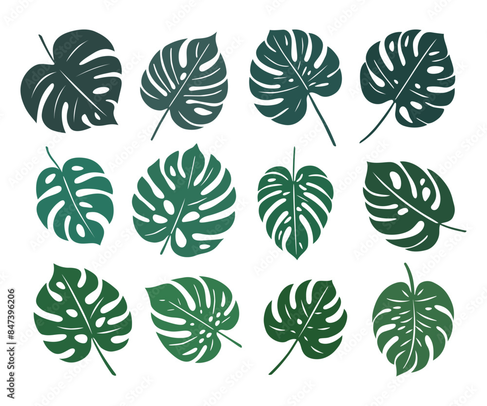 Monstera. Zestaw egzotycznych liści. Wektorowe elementy. Monstera. Zestaw egzotycznych liści. Wektorowe elementy.