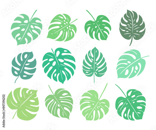 Monstera. Zestaw egzotycznych liści. Wektorowe elementy w odcieniach zieleni.