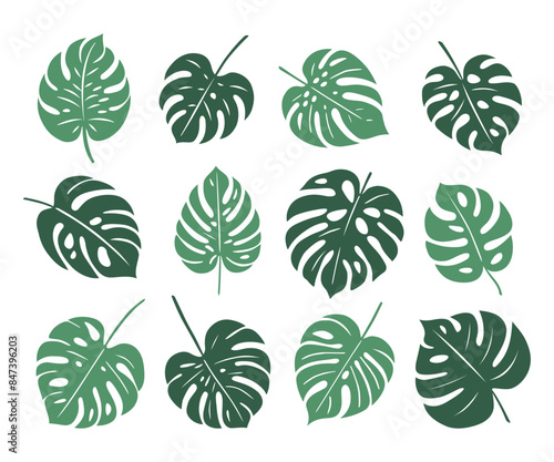 Monstera. Zestaw egzotycznych liści. Wektorowe elementy.